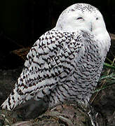 Snowy Owl