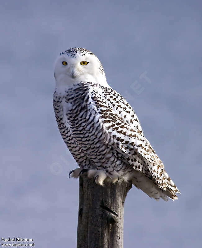 Harfang des neiges femelle adulte, identification