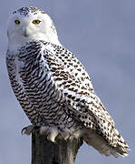 Snowy Owl