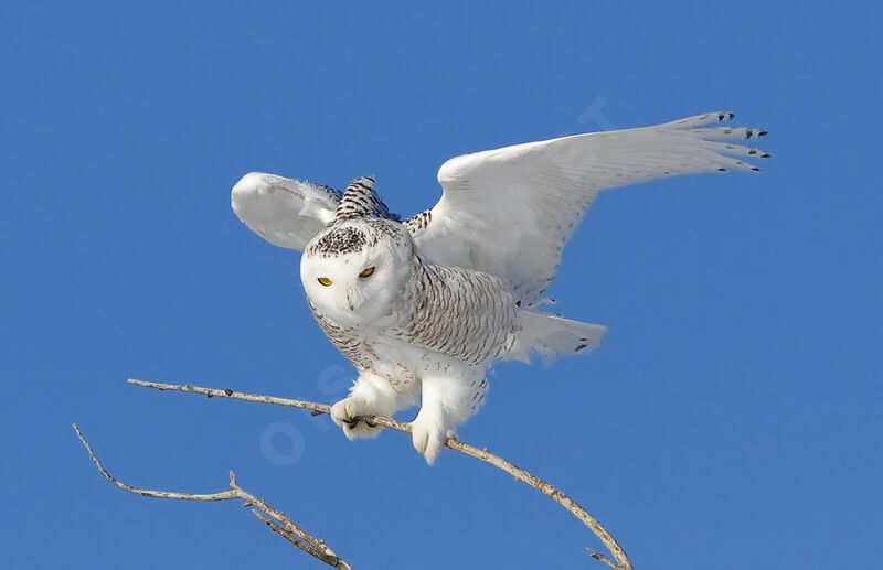 Snowy Owl female