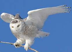 Snowy Owl