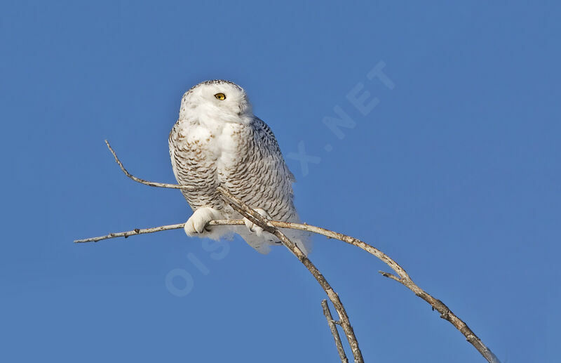 Harfang des neiges femelle