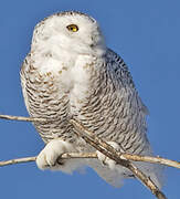 Snowy Owl