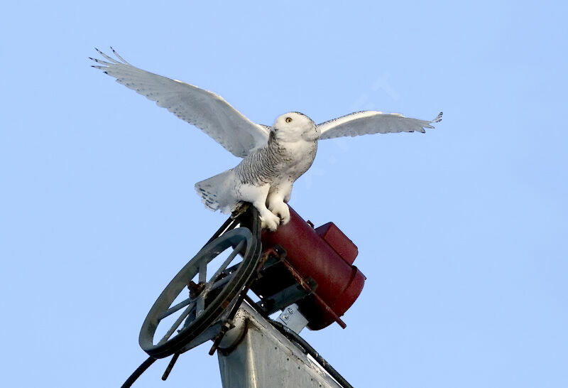 Snowy Owl female