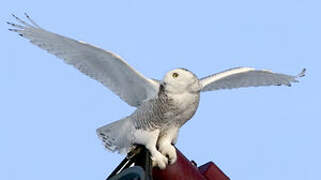 Snowy Owl