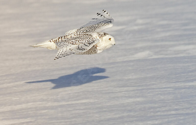 Snowy Owl female