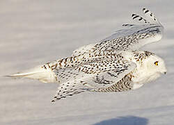 Snowy Owl