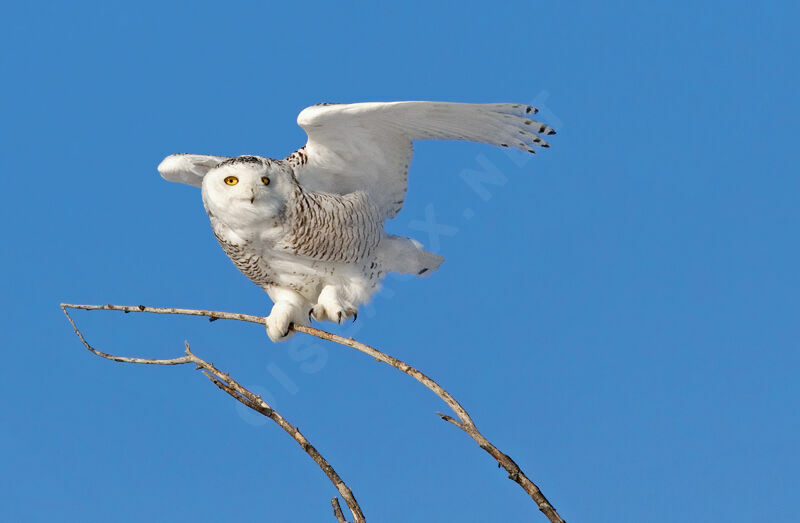 Harfang des neiges femelle