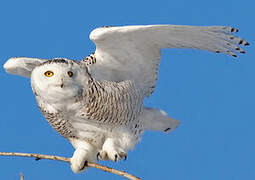 Snowy Owl