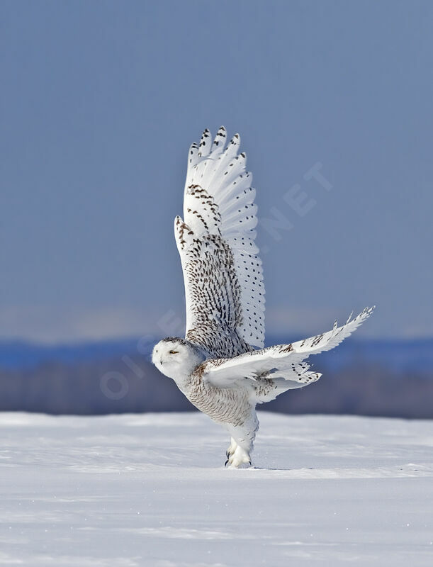 Harfang des neiges femelle