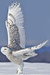 Harfang des neiges