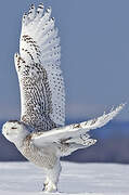 Snowy Owl