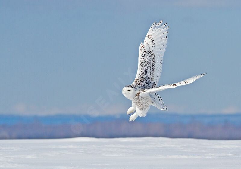 Harfang des neiges femelle