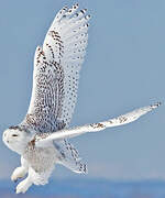 Snowy Owl