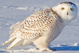 Snowy Owl