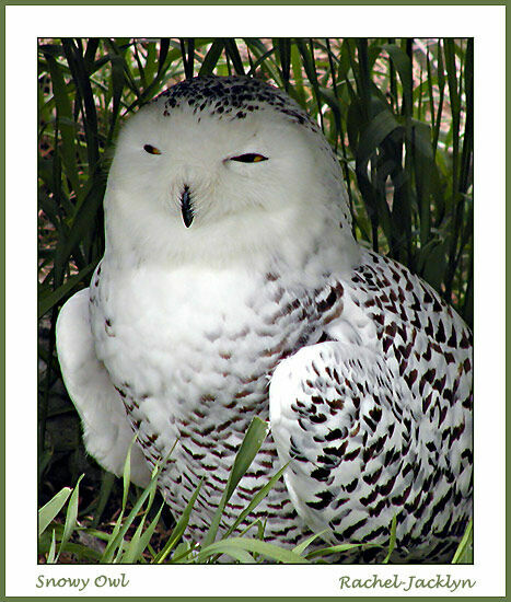 Snowy Owl