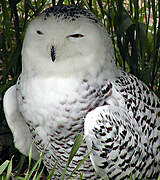 Snowy Owl