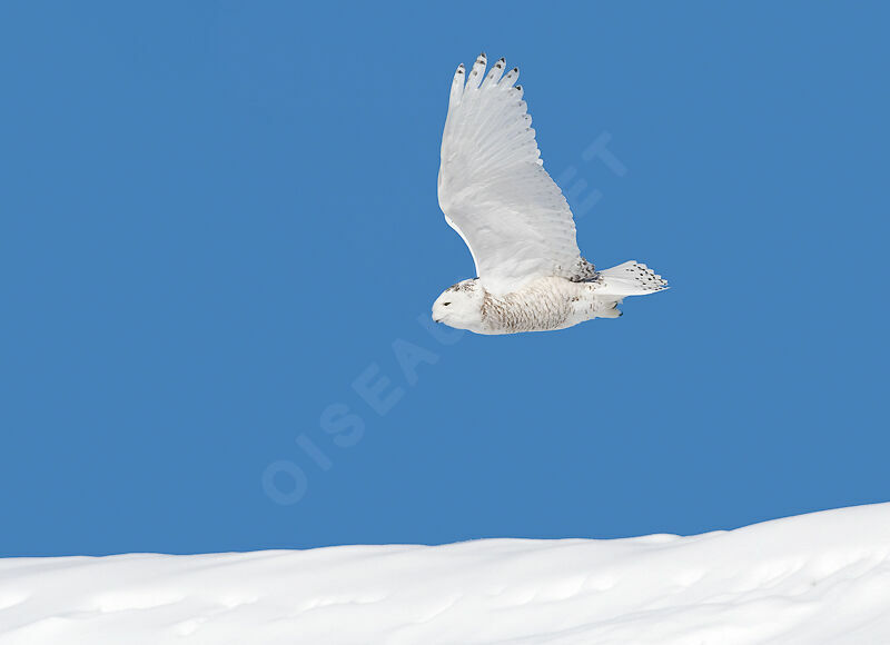 Snowy Owl