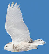 Snowy Owl