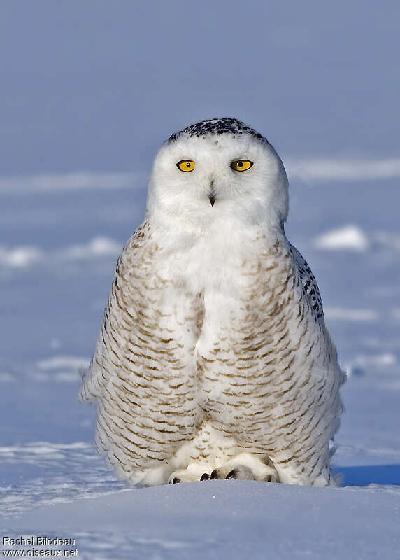 Harfang des neiges femelle, portrait