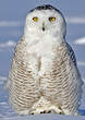 Harfang des neiges