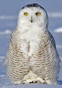 Snowy Owl