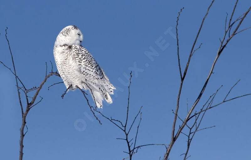 Harfang des neiges femelle