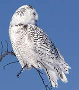 Snowy Owl