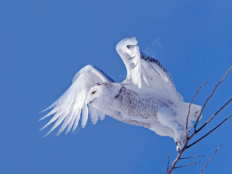 Harfang des neiges femelle