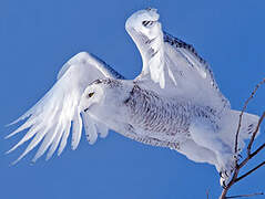 Snowy Owl