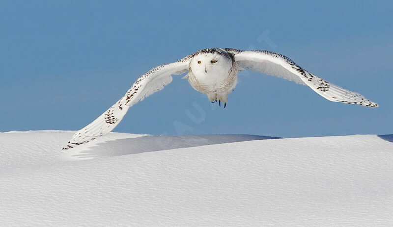 Harfang des neiges femelle