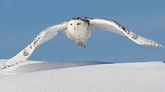 Snowy Owl