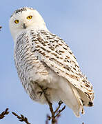 Snowy Owl