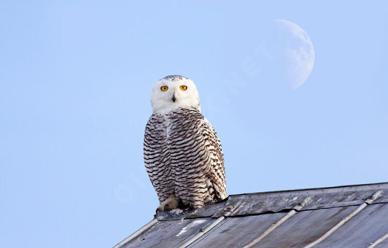 Snowy Owljuvenile