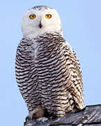 Snowy Owl