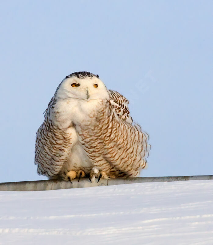 Snowy Owl female