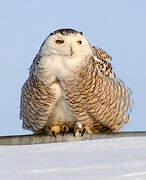 Snowy Owl