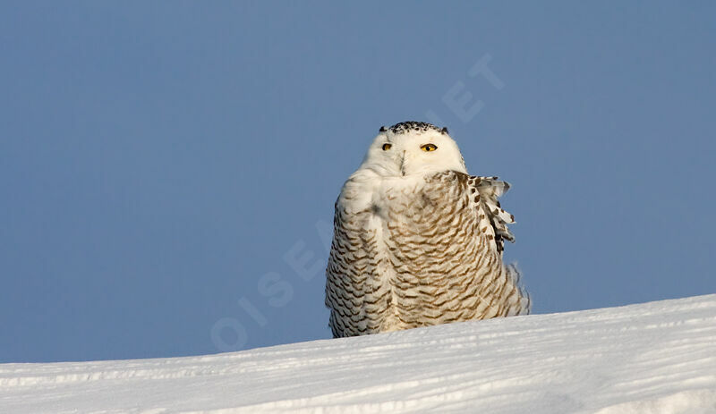 Harfang des neiges femelle, identification, Comportement