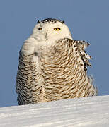 Snowy Owl