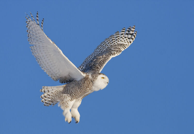 Harfang des neiges femelle, Vol