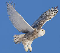 Snowy Owl