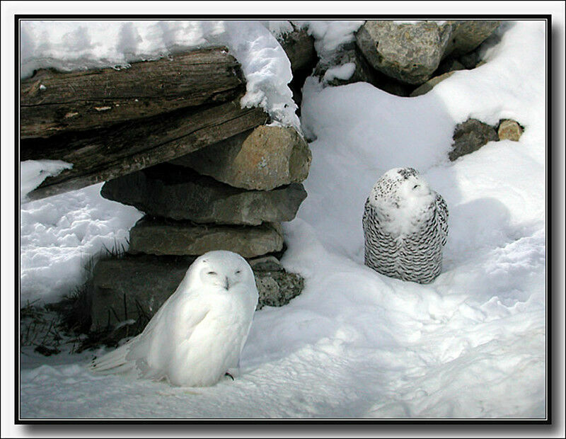 Harfang des neiges