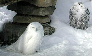 Snowy Owl