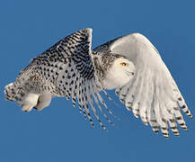 Snowy Owl