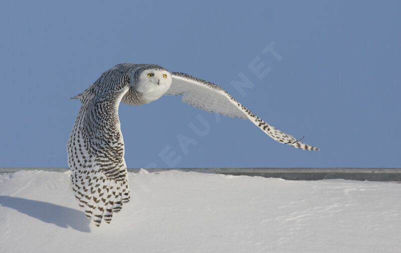 Snowy Owl female, identification, Flight, Behaviour