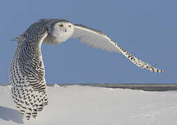 Snowy Owl