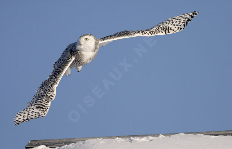 Snowy Owl female, Flight