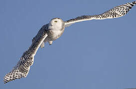 Snowy Owl