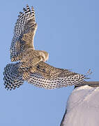 Snowy Owl