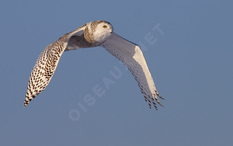 Snowy Owl female, Flight